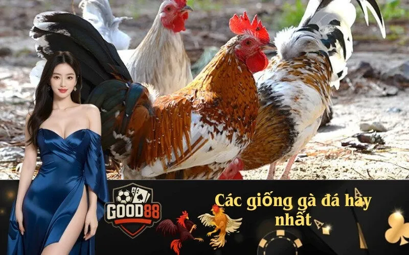 Các giống gà đá hay nhất