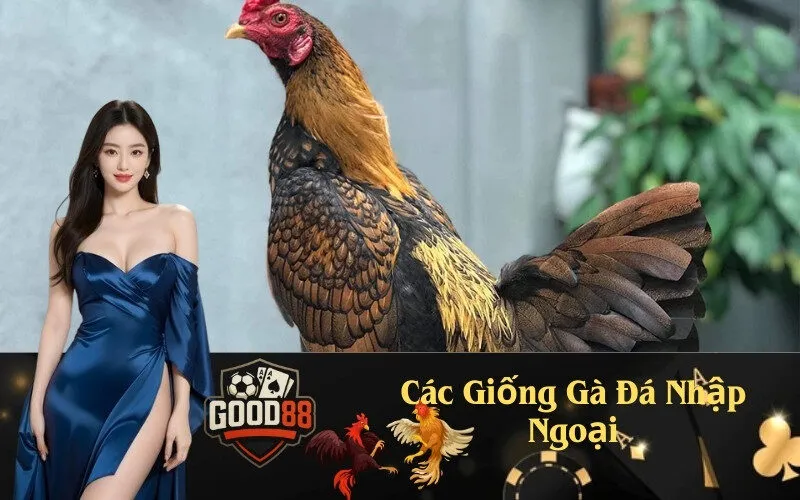 Các Giống Gà Đá Nhập Ngoại