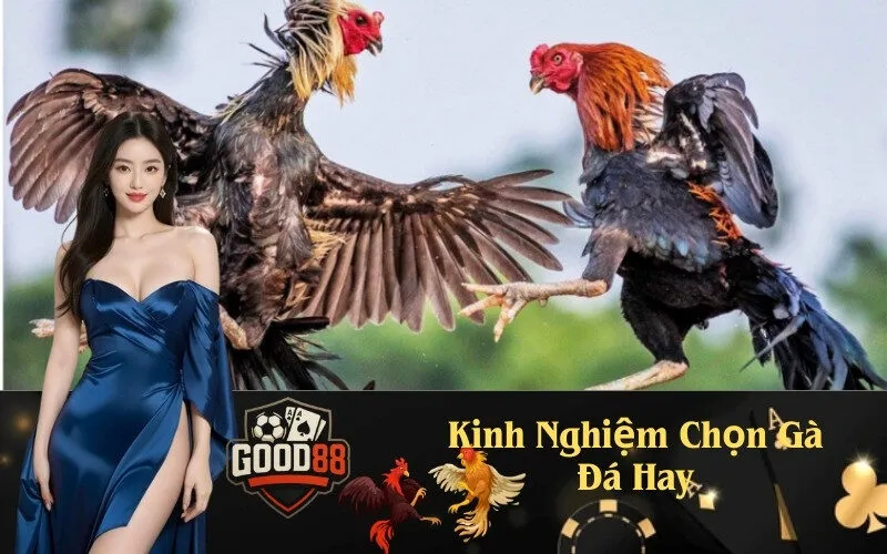 Kinh Nghiệm Chọn Gà Đá Hay