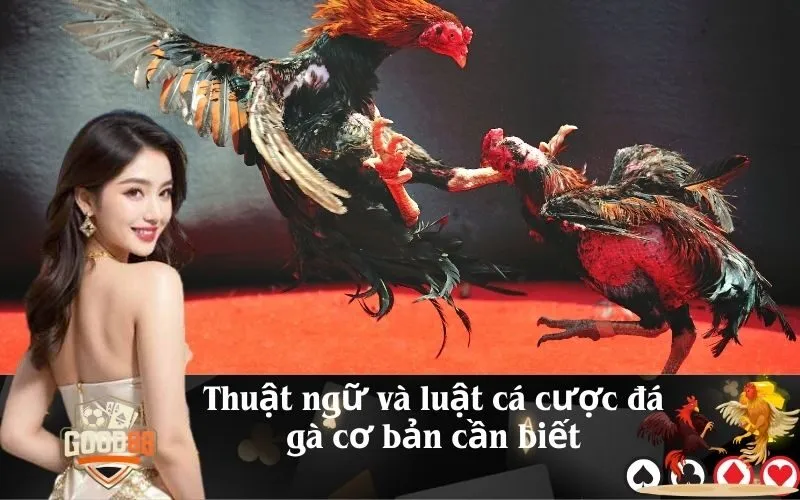 good88 Thuật ngữ và luật cá cược đá gà cơ bản cần biết