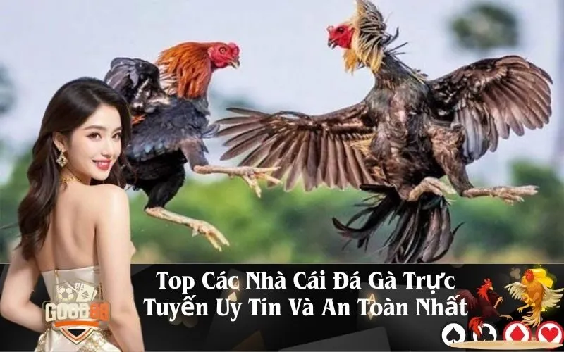 good88 Top Các Nhà Cái Đá Gà Trực Tuyến Uy Tín Và An Toàn Nhất